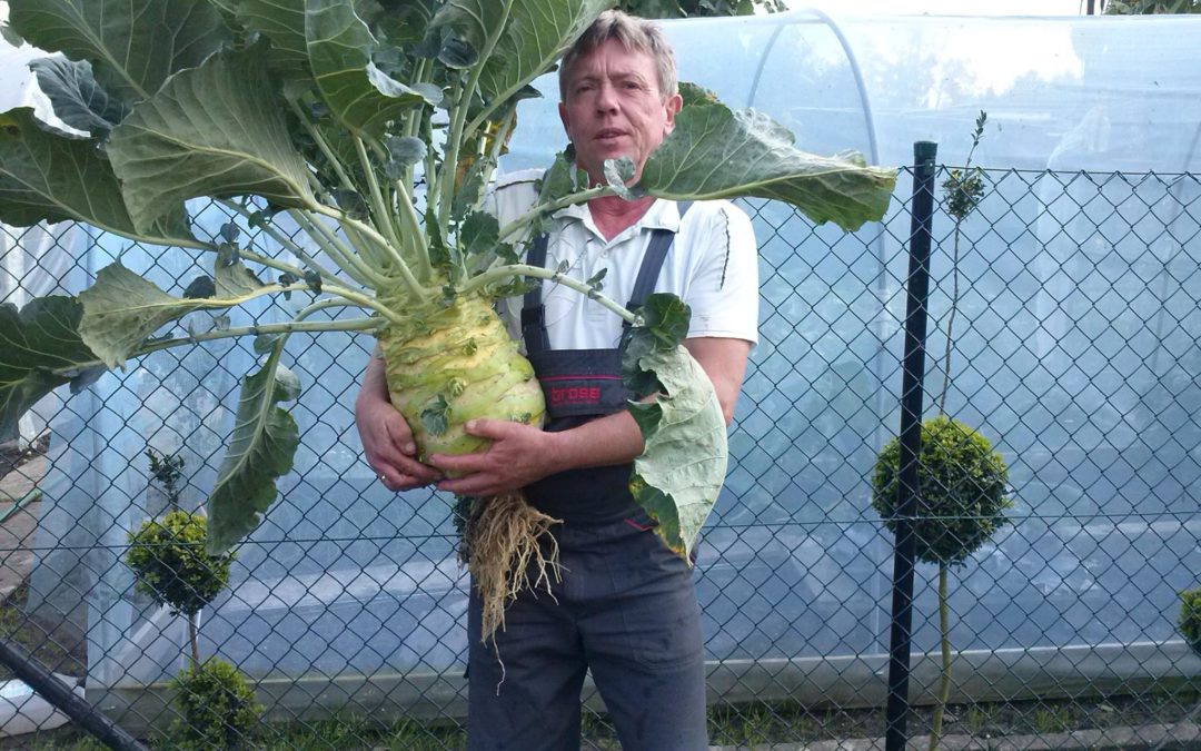 Działkowcy z pasją Piotr Holewa i jego gigantyczne warzywa