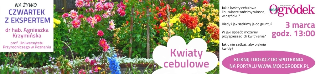 Live „Kwiaty cebulowe” – dowiedz się wszystkiego o sadzeniu i uprawie cebulowych wiosną
