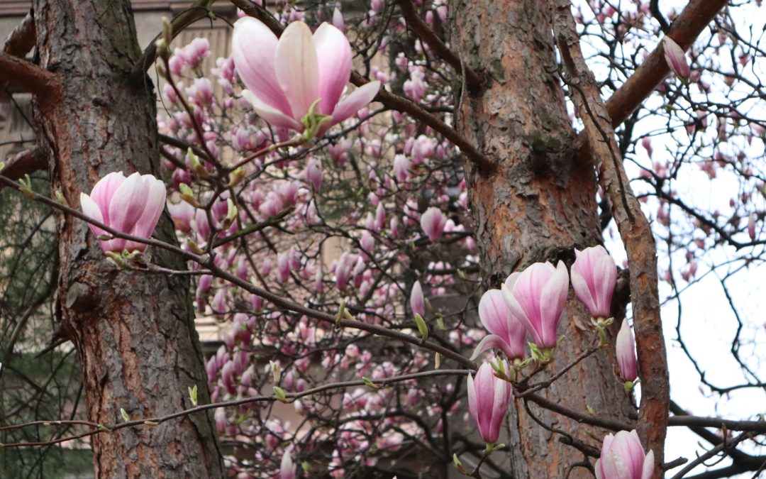 Najpiękniejsze Magnolie kwitną w Cieszynie !