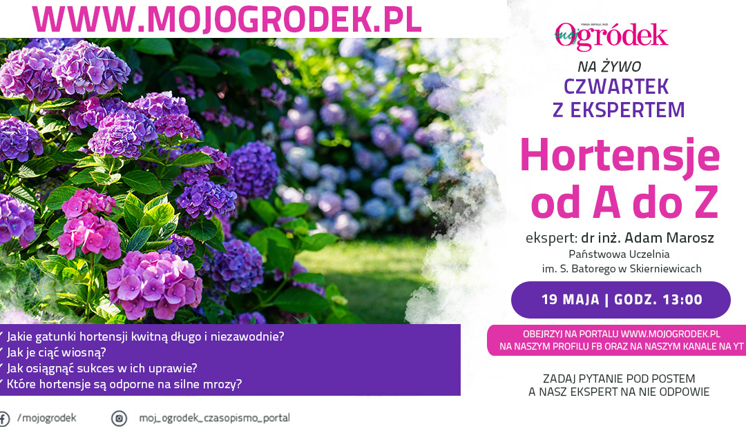 Hortensje nie będą miały przed Tobą tajemnic! 19 maja dołącz do live „Hortensje od A do Z”