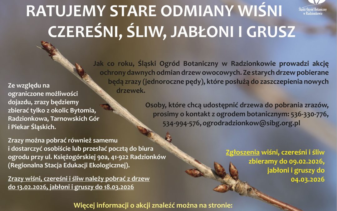 Ratujemy stare odmiany wiśni, czereśni, śliw, jabłoni i gruszy