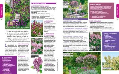 Majowy „Mój Ogródek” – od 20.04 w sprzedaży! Kup, przeczytaj, poleć innym działkowcom i ogrodnikom!