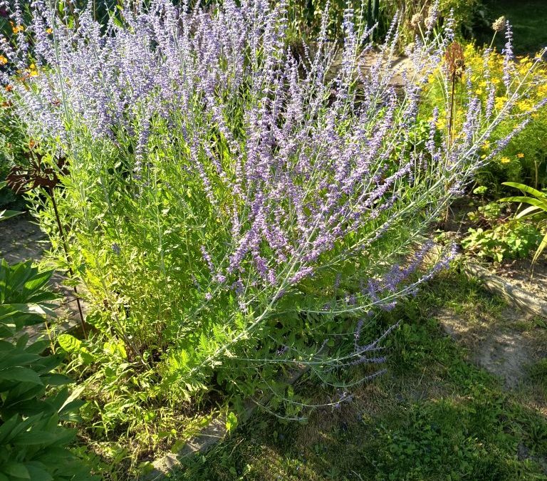 Perowskia łobodolistna